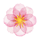 watercolor-pink-flower-vector-id941757740-removebg-preview